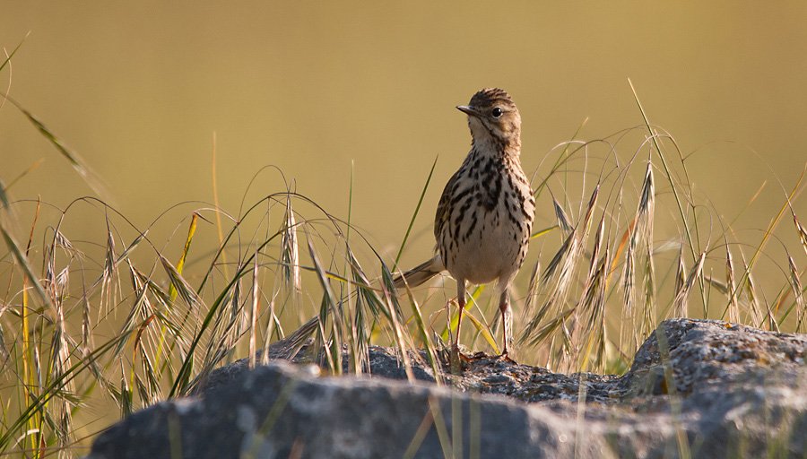 Chickie omslagfoto